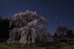 沈む冬の第三角と枝垂れ桜