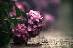 雨の紫陽花