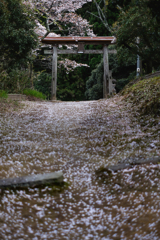 鳥居と桜*2