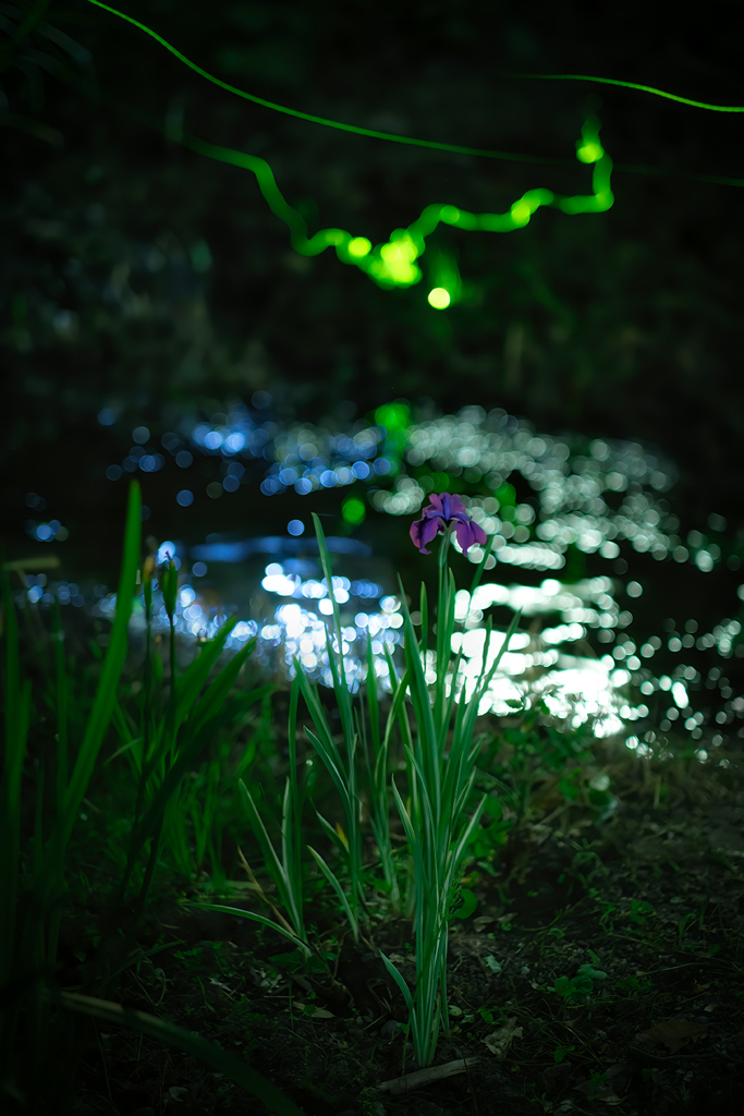 花菖蒲と源氏蛍