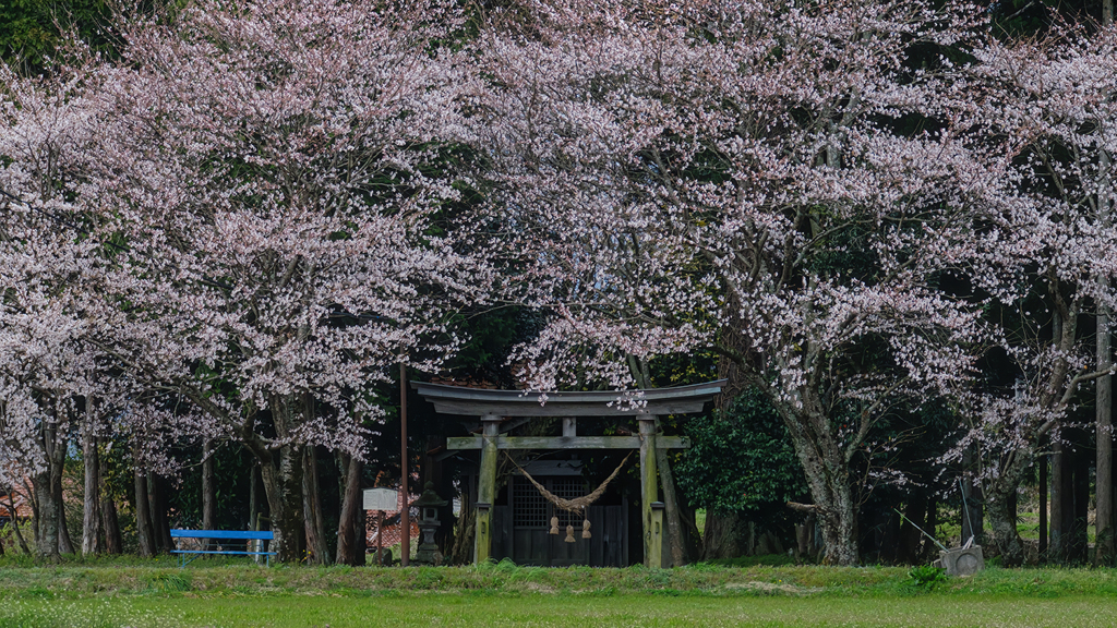 桜が讃えし