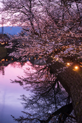 夕暮桜*2