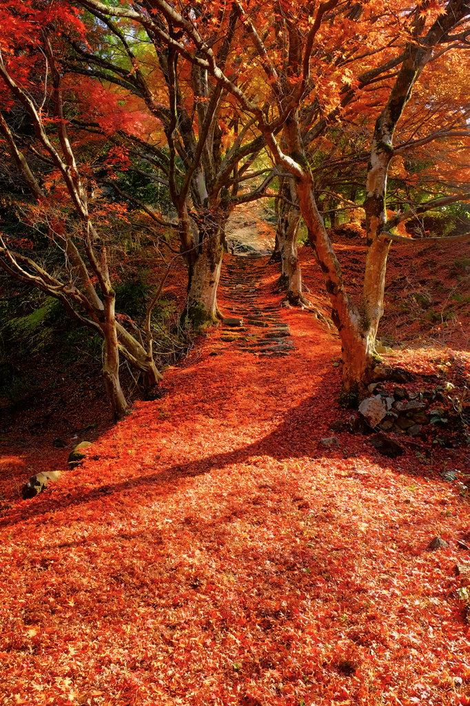 紅葉絨毯*3