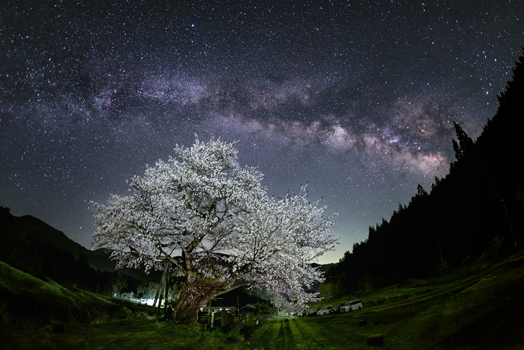 春暁の山桜