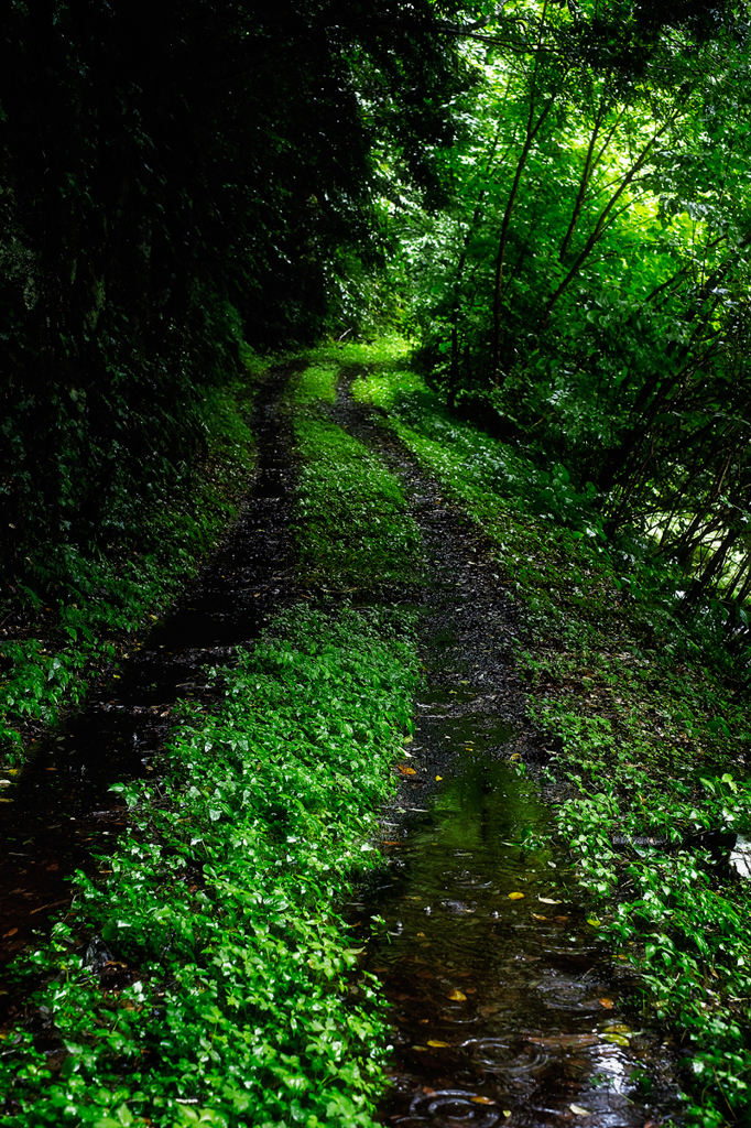 雨の小道*1