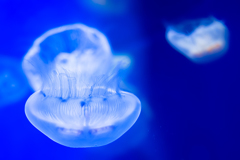 Jellyfish -水海月*1-