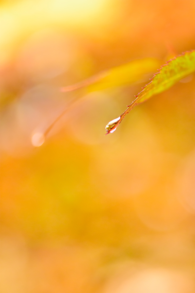 雨の日SNAP*1