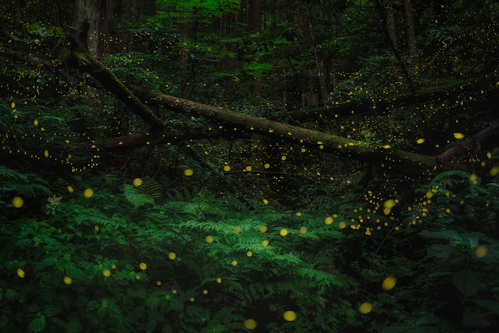 地上の星森