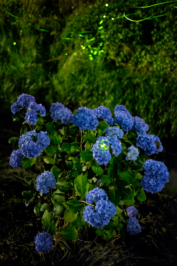 紫陽花と蛍
