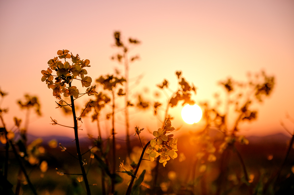 夕暮れの菜の花