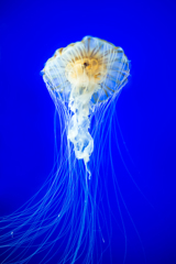Jellyfish -赤水母*3-