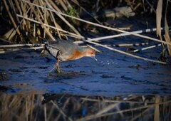 冬に撮影した鳥たち*13　ヒクイナ