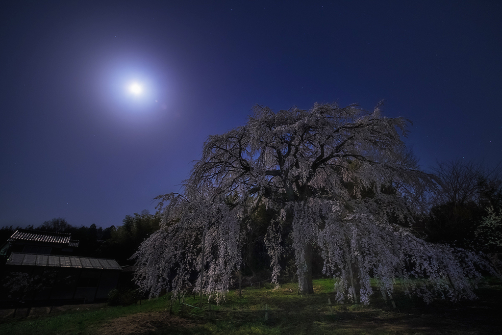月夜の枝垂れ桜*1
