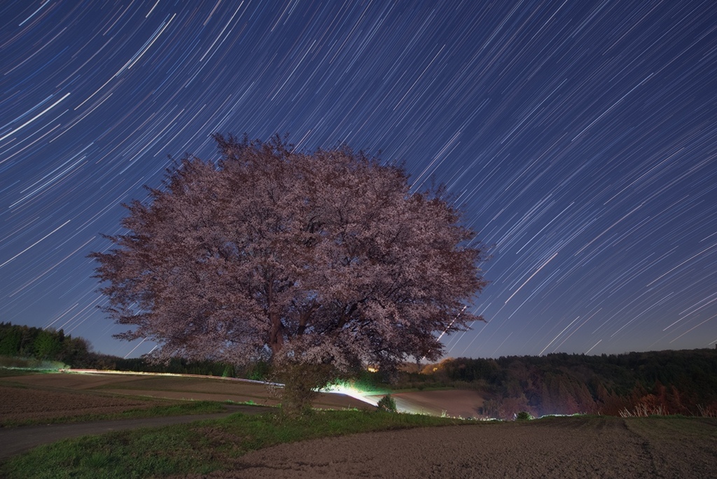 月光浴中の一本桜