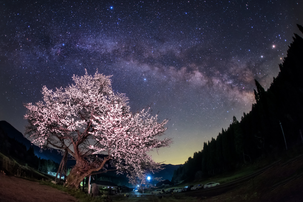 春暁の山桜2016