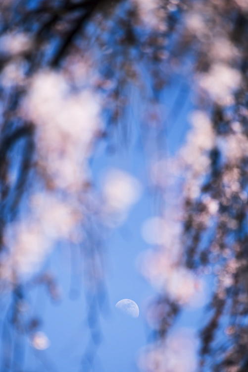 枝垂れ桜 *2　-昼の月-