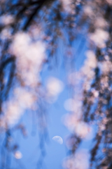 枝垂れ桜 *2　-昼の月-