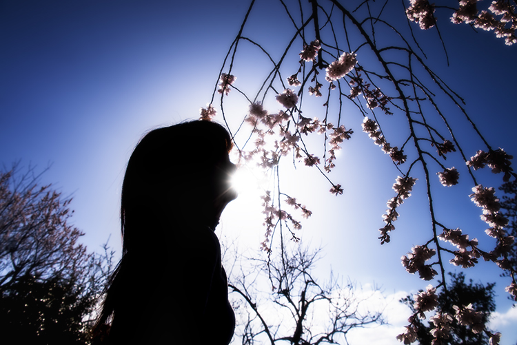 枝垂れ桜 *4 -友-
