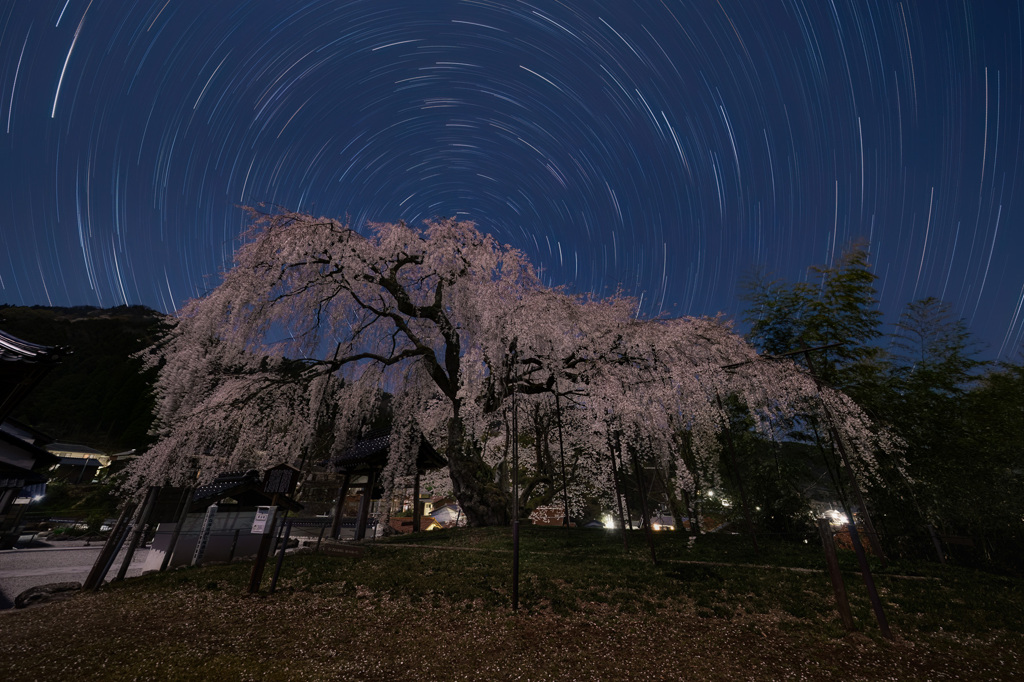 夜の枝垂れ桜