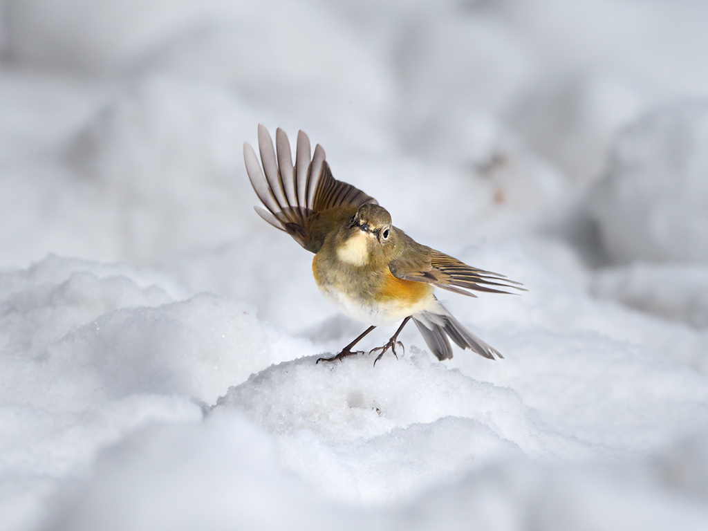 雪の日のルリビタキ♀*3