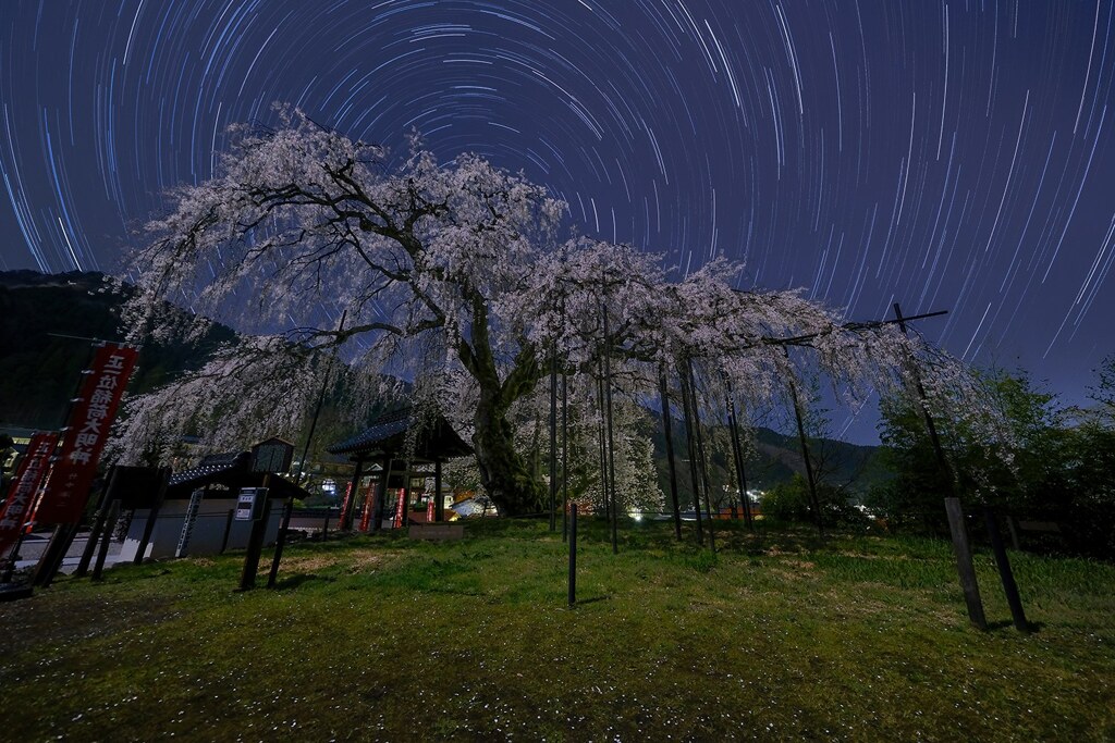 ひらひらと花びらが舞い散る月夜に