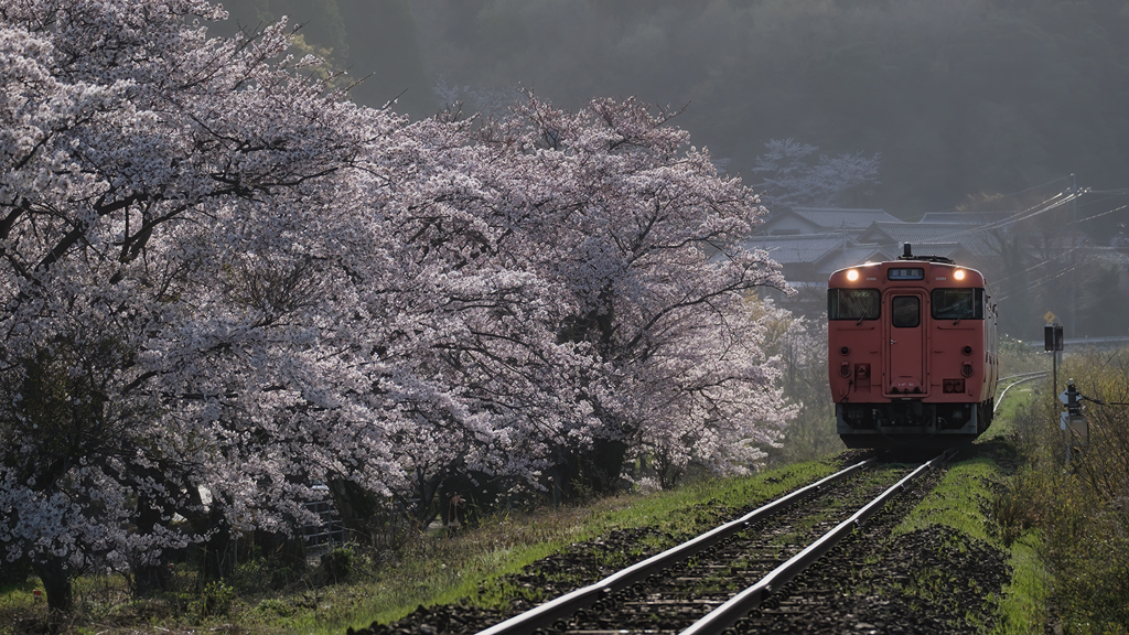 桜並木をゆく