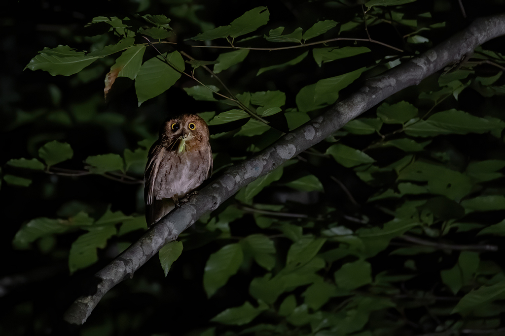 夜のコノハズク（赤色型）*1