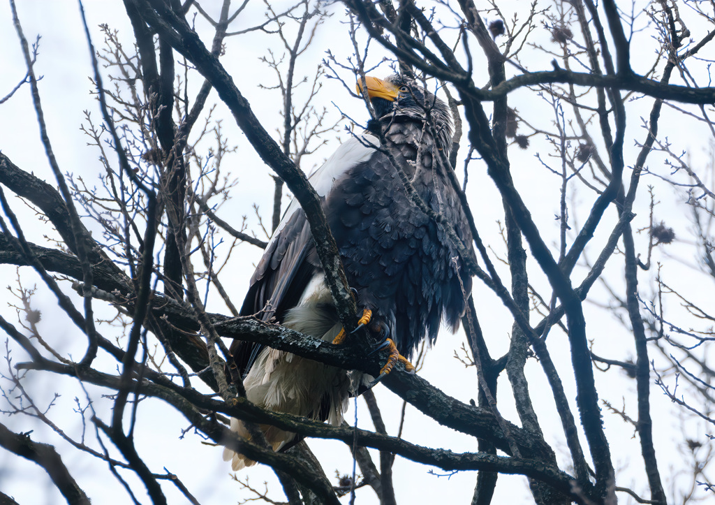 冬に撮影した鳥たち*10　オオワシ