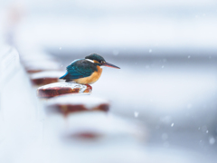 雪の日のカワセミ♀*1