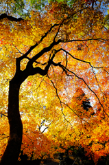 Autumnal scenery *2