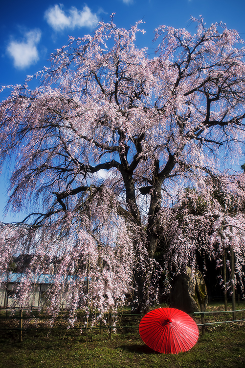 枝垂れ桜 *1 -番傘-