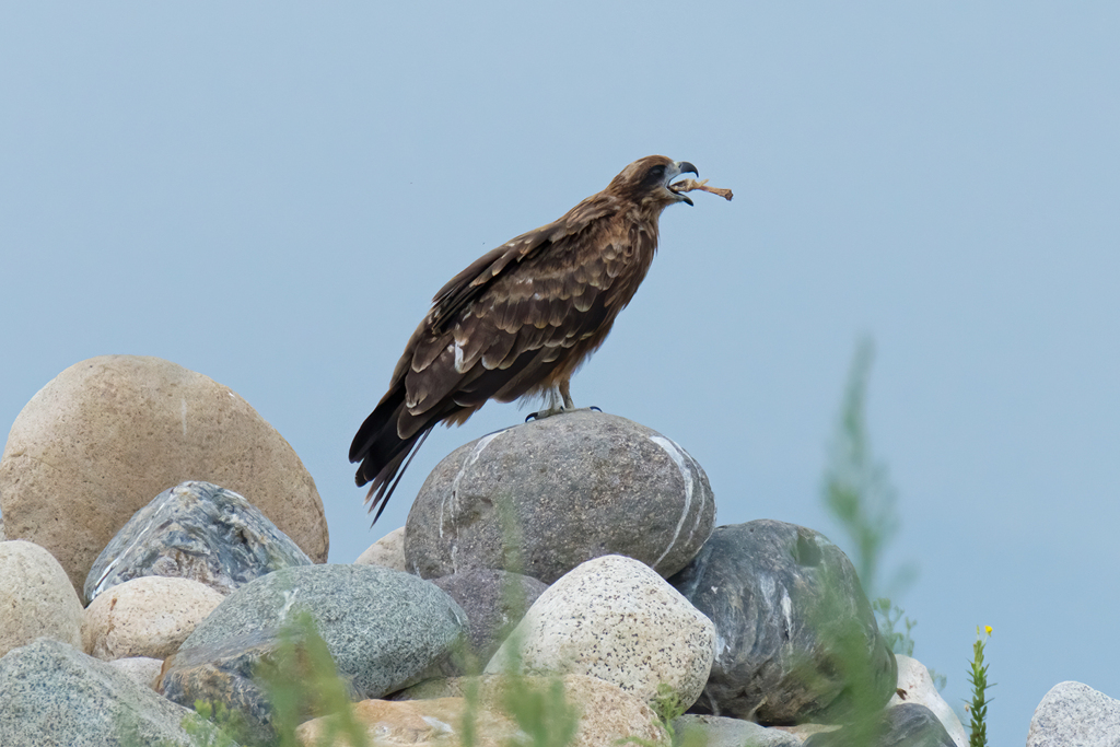 鳶が手羽先食べてるｗ