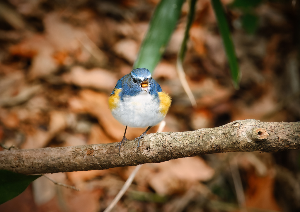 冬に撮影した鳥たち*2　ルリビタキ♂