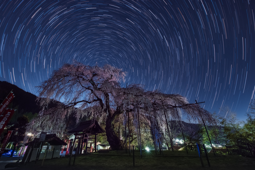 眠らぬ枝垂れ桜
