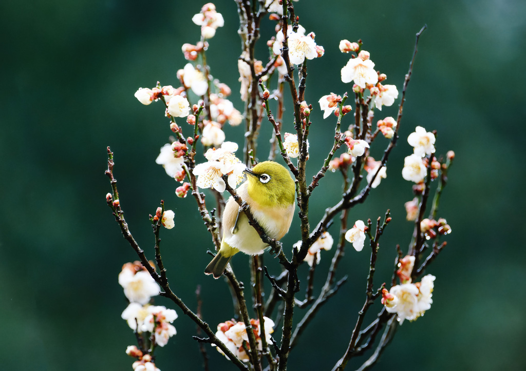 冬に撮影した鳥たち*1　メジロ