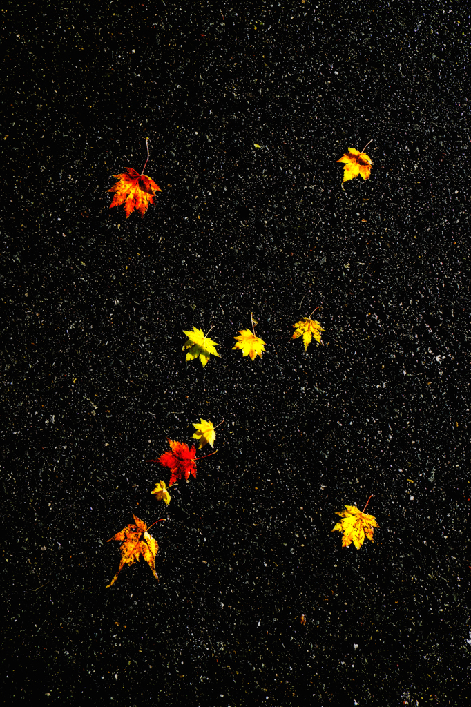 紅葉Orion