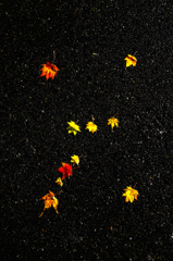 紅葉Orion