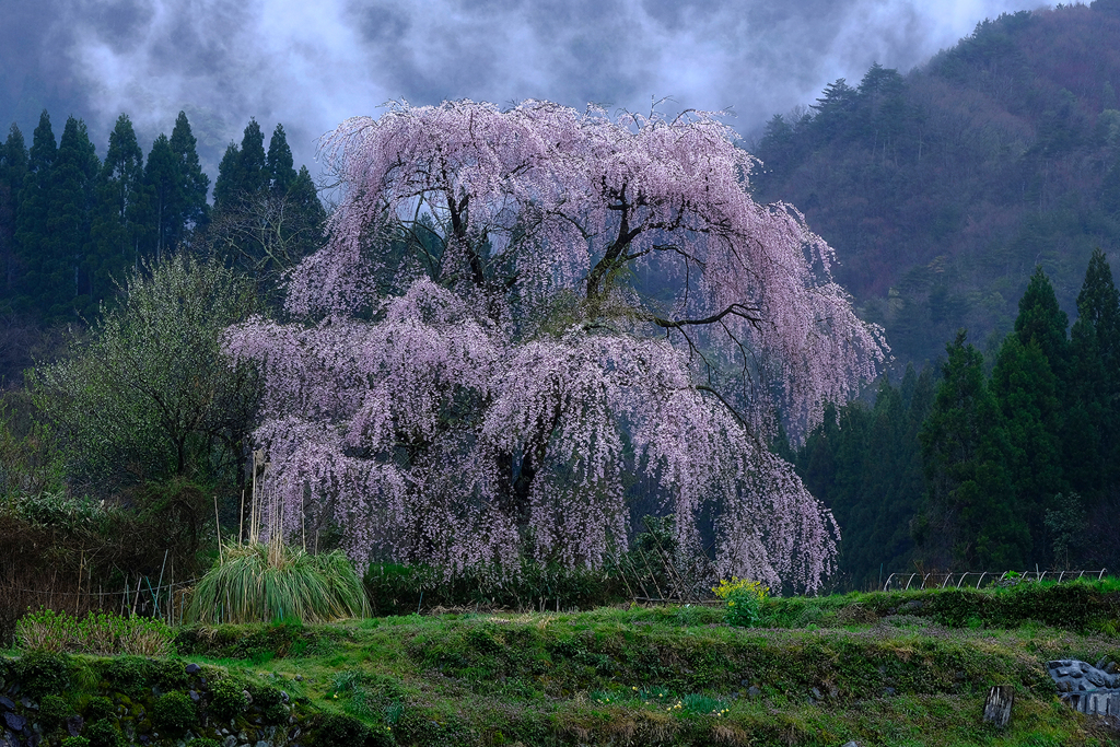 雨霧の立つ名もなき枝垂れ桜