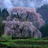 雨霧の立つ名もなき枝垂れ桜