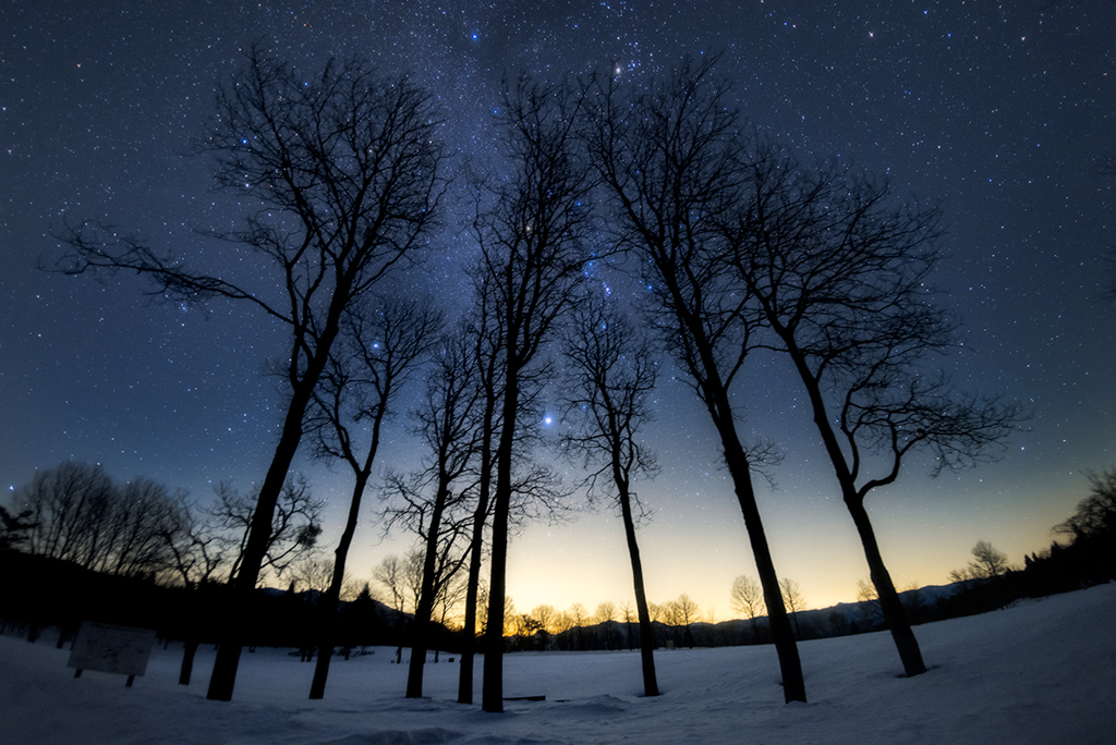 星空の下の雪原の木々