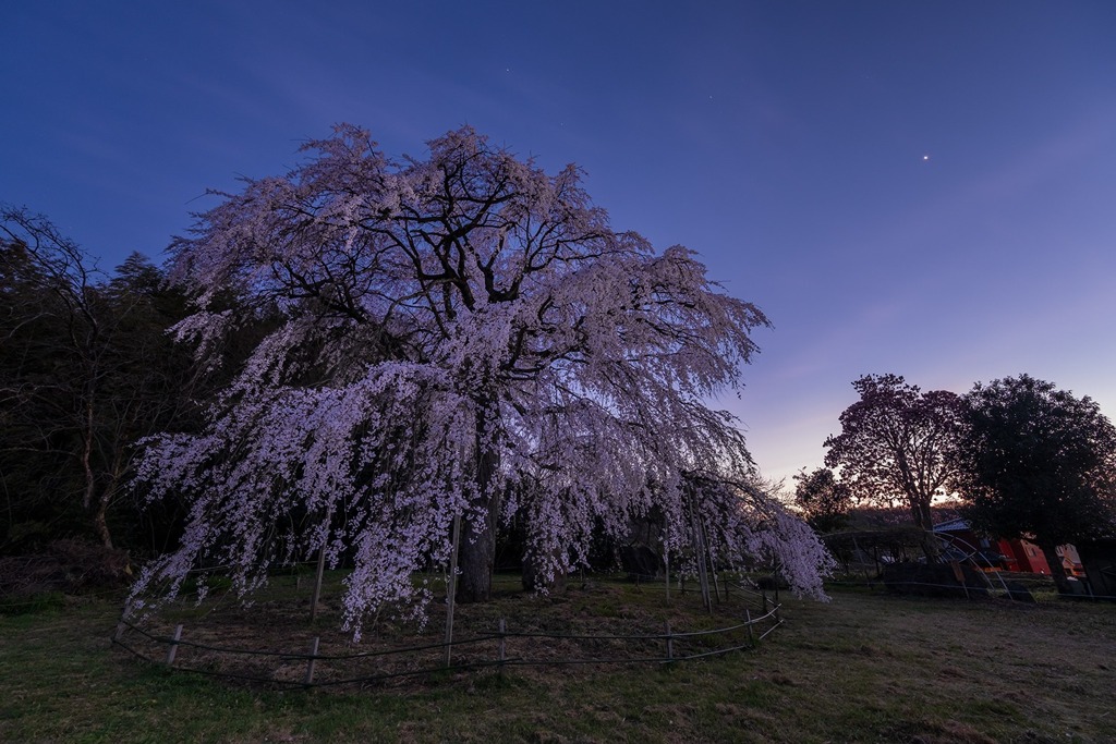 宵の明星と枝垂れ桜