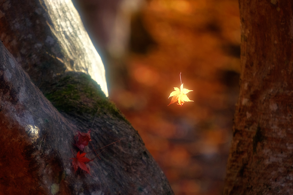 Autumnal tints*1
