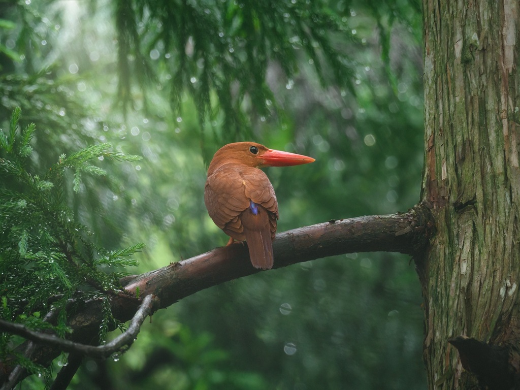 霧の中のアカショウビン*2