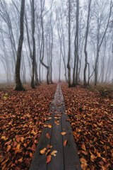霧の森にて*2