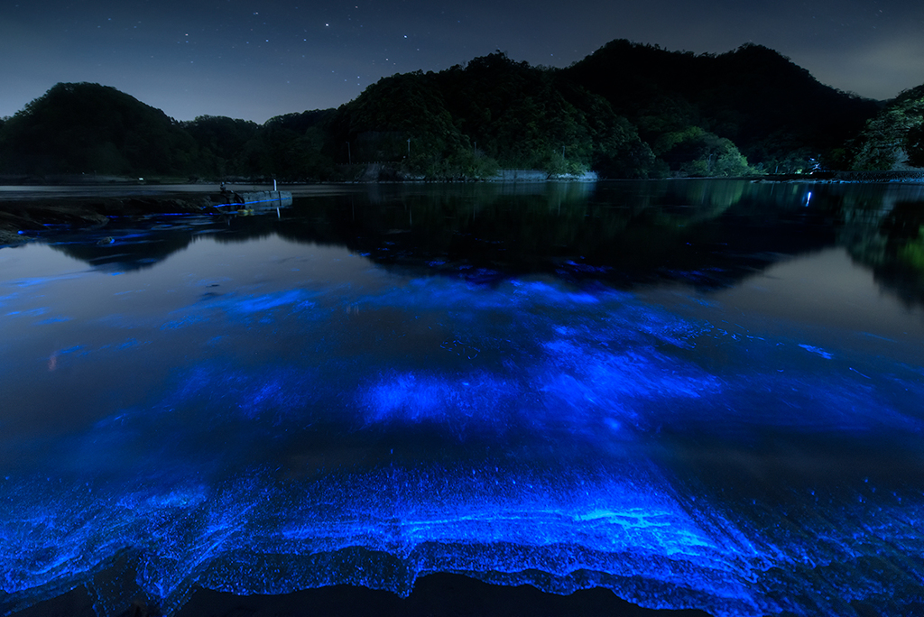 夜光虫*1