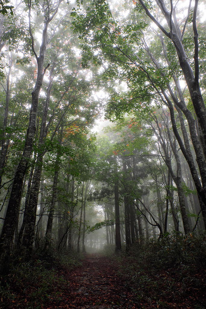 雨霧SNAP*4