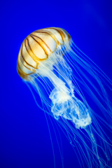 Jellyfish -赤水母*1-