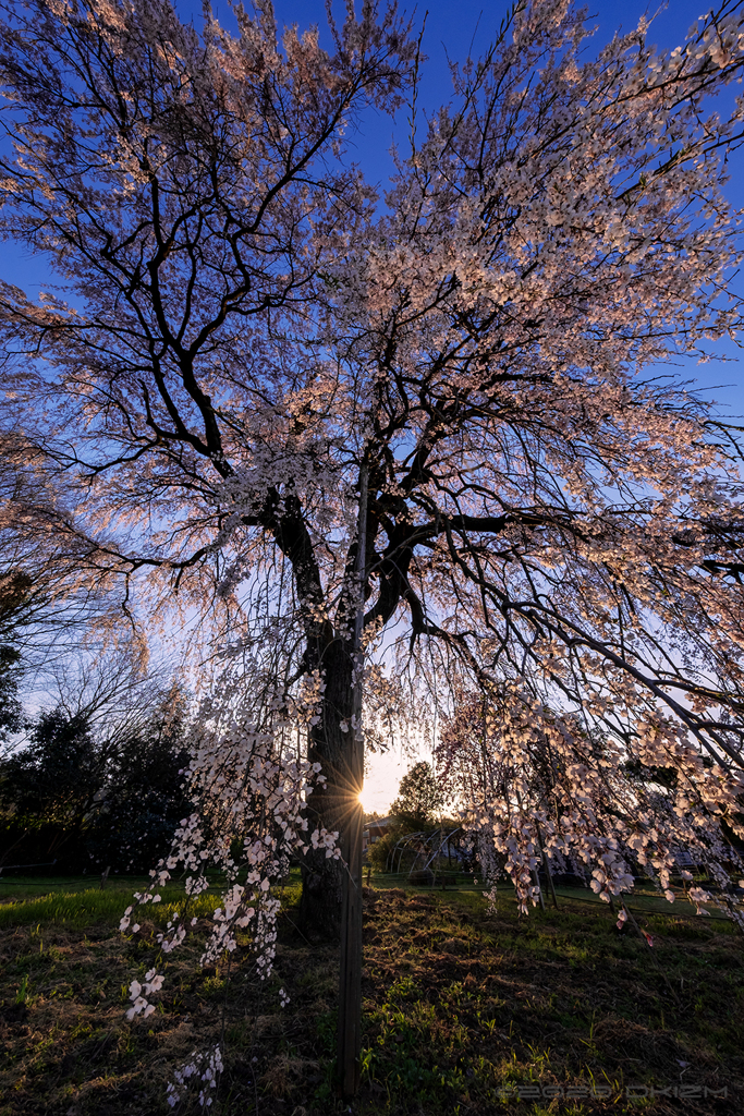 西日を浴びる枝垂れ桜*2