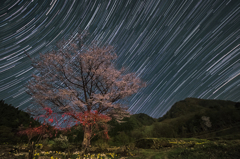 夜の山桜