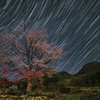 夜の山桜